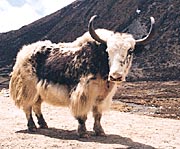 yak.jpg